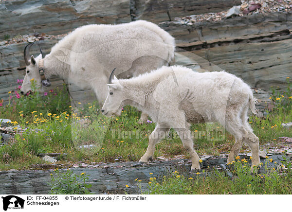 Schneeziegen / Rocky Mountain Goats / FF-04855