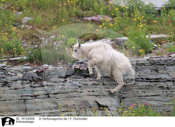 Schneeziege / Rocky Mountain Goat / FF-04859