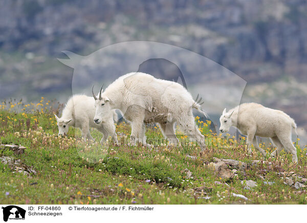 Schneeziegen / Rocky Mountain Goats / FF-04860