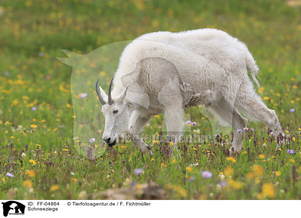 Schneeziege / Rocky Mountain Goat / FF-04864