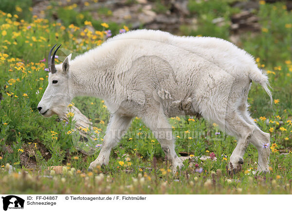 Schneeziege / Rocky Mountain Goat / FF-04867