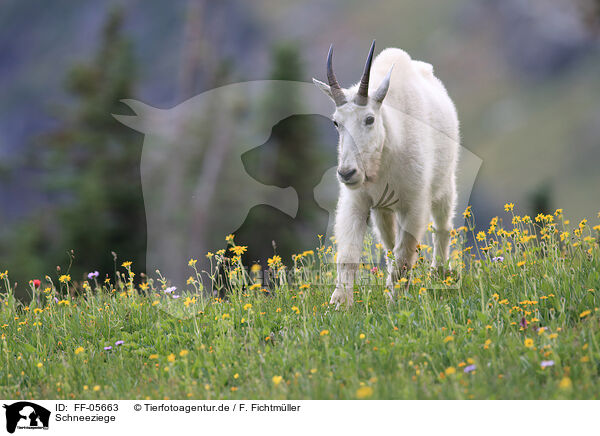 Schneeziege / Rocky Mountain goat / FF-05663