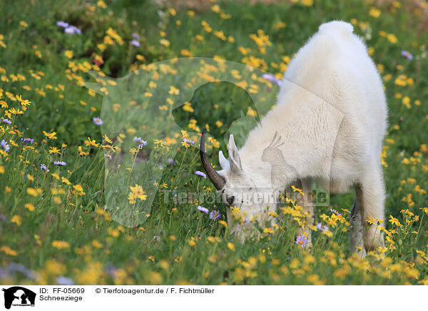 Schneeziege / FF-05669