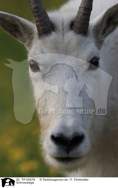 Schneeziege / Rocky Mountain goat / FF-05678