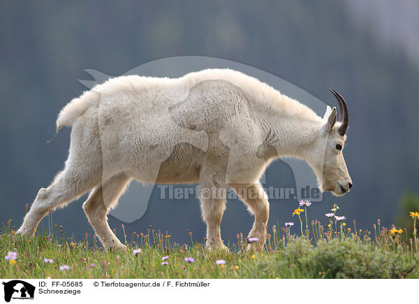 Schneeziege / Rocky Mountain goat / FF-05685
