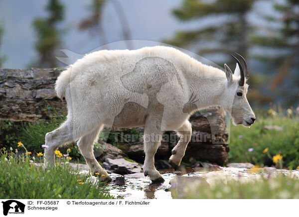 Schneeziege / Rocky Mountain goat / FF-05687