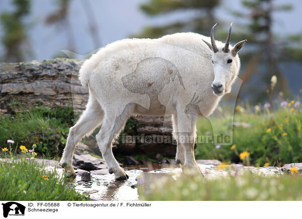 Schneeziege / Rocky Mountain goat / FF-05688