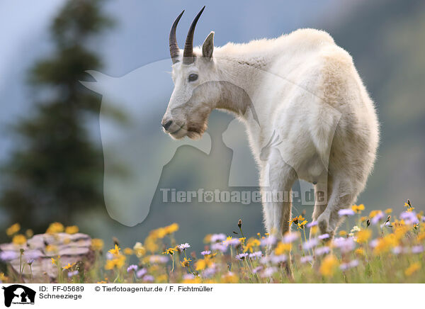 Schneeziege / Rocky Mountain goat / FF-05689