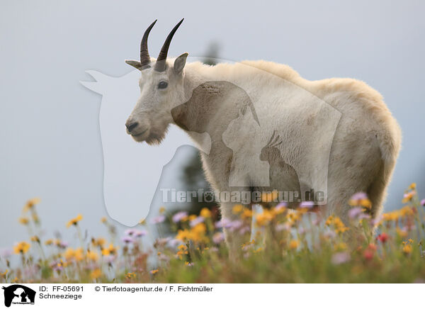 Schneeziege / Rocky Mountain goat / FF-05691