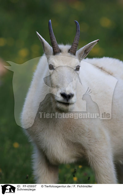 Schneeziege / Rocky Mountain goat / FF-05697