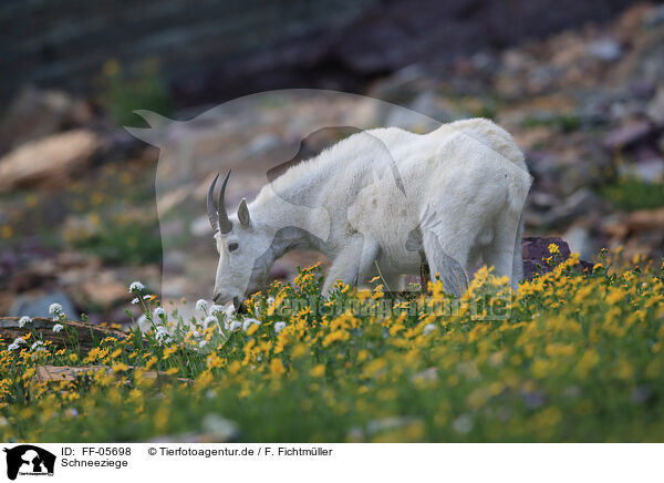 Schneeziege / Rocky Mountain goat / FF-05698