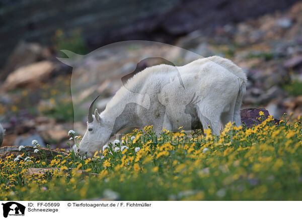 Schneeziege / Rocky Mountain goat / FF-05699