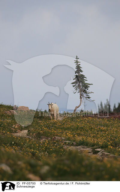 Schneeziege / Rocky Mountain goat / FF-05700