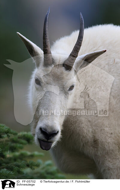Schneeziege / Rocky Mountain goat / FF-05702