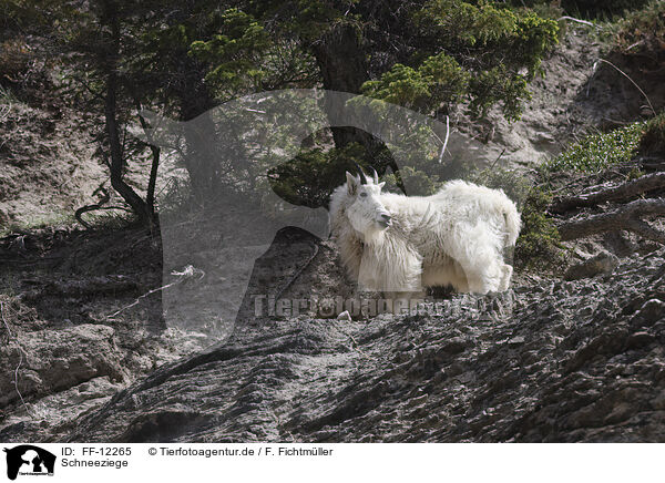 Schneeziege / Rocky Mountain goat / FF-12265