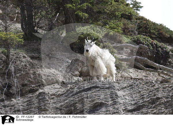 Schneeziege / Rocky Mountain goat / FF-12267