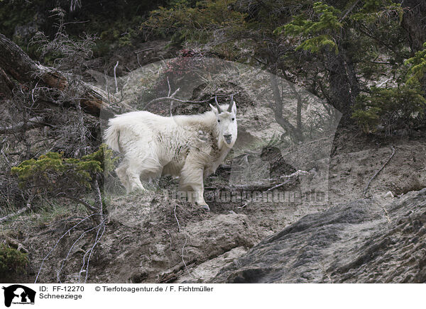 Schneeziege / Rocky Mountain goat / FF-12270