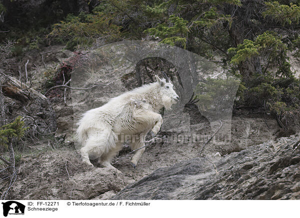 Schneeziege / Rocky Mountain goat / FF-12271
