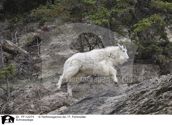 Schneeziege / Rocky Mountain goat / FF-12274