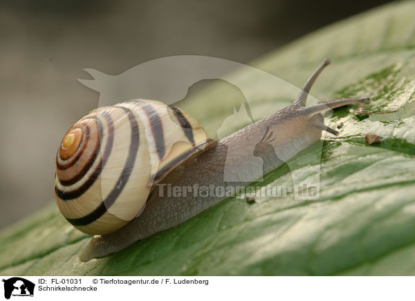 Schnirkelschnecke / brown-lipped snail / FL-01031