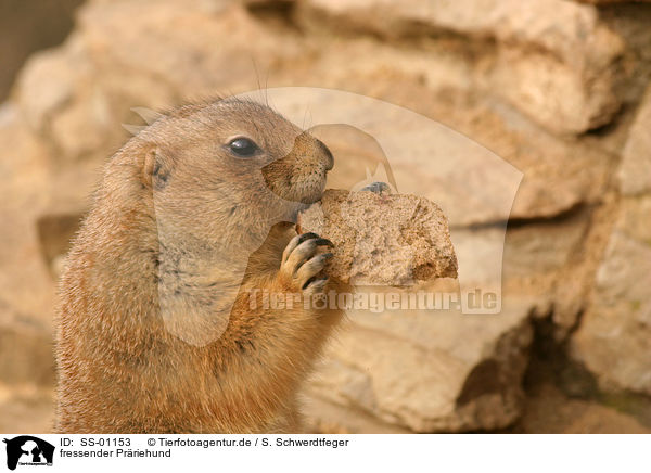 fressender Prriehund / eating prairie dog / SS-01153