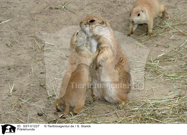 Prriehunde / prairie dogs / SST-01227