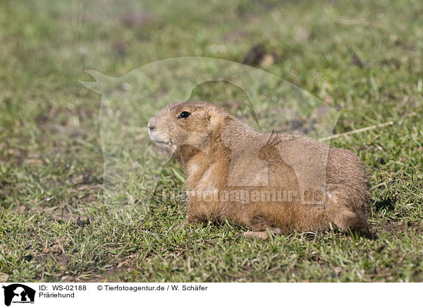 Prriehund / WS-02188