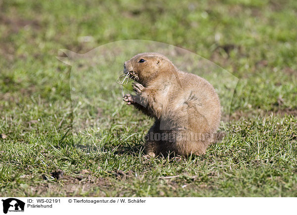 Prriehund / prairie dog / WS-02191
