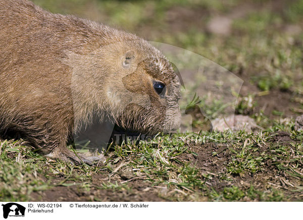 Prriehund / prairie dog / WS-02194