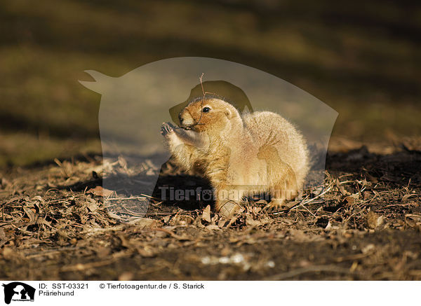 Prriehund / prairie dog / SST-03321