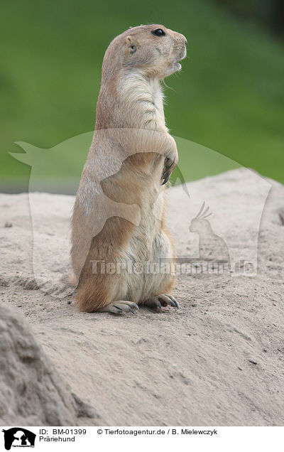Prriehund / BM-01399