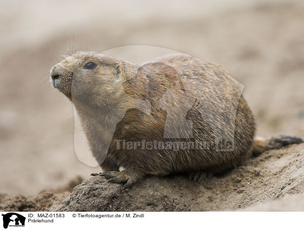 Prriehund / prairie dog / MAZ-01583