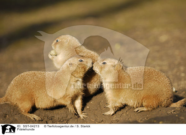 Prriehunde / prairie dog / SST-04213