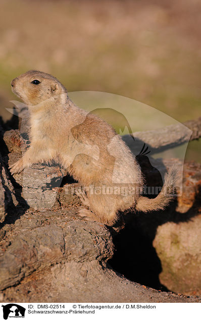 Schwarzschwanz-Prriehund / prairie dog / DMS-02514