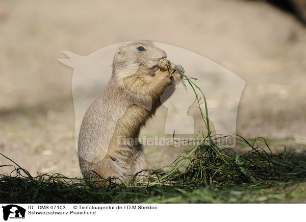 Schwarzschwanz-Prriehund / prairie dog / DMS-07103