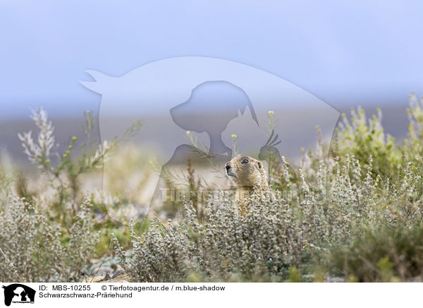 Schwarzschwanz-Prriehund / black-tailed prairie dog / MBS-10255