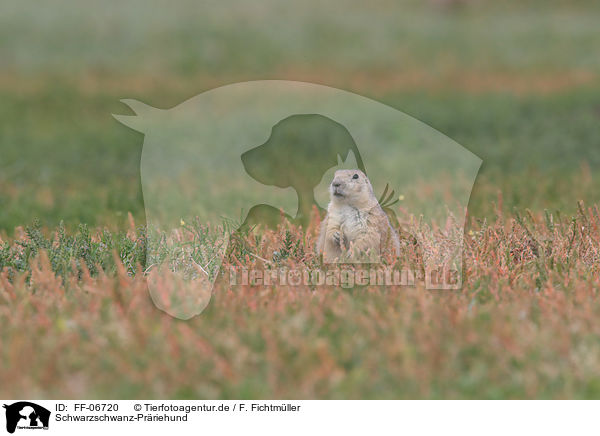 Schwarzschwanz-Prriehund / black-tailed prairie dog / FF-06720