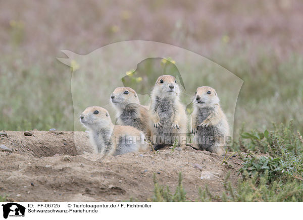 Schwarzschwanz-Prriehunde / FF-06725