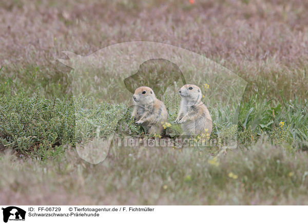 Schwarzschwanz-Prriehunde / black-tailed prairie dogs / FF-06729