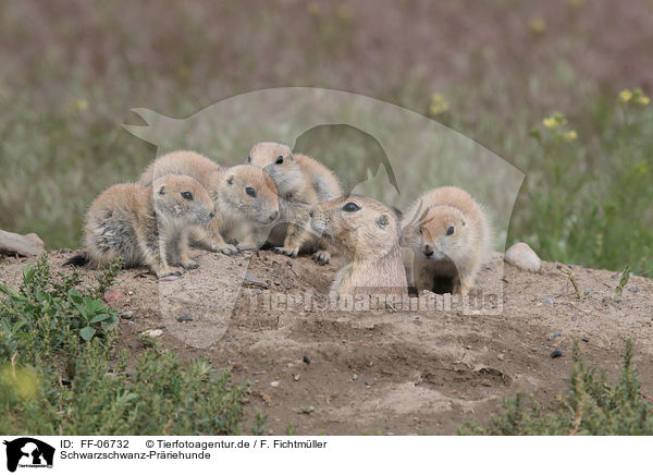 Schwarzschwanz-Prriehunde / black-tailed prairie dogs / FF-06732