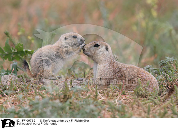 Schwarzschwanz-Prriehunde / black-tailed prairie dogs / FF-06735