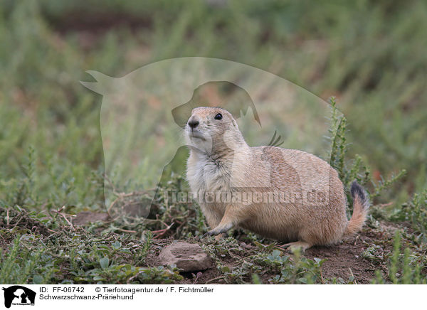 Schwarzschwanz-Prriehund / black-tailed prairie dog / FF-06742