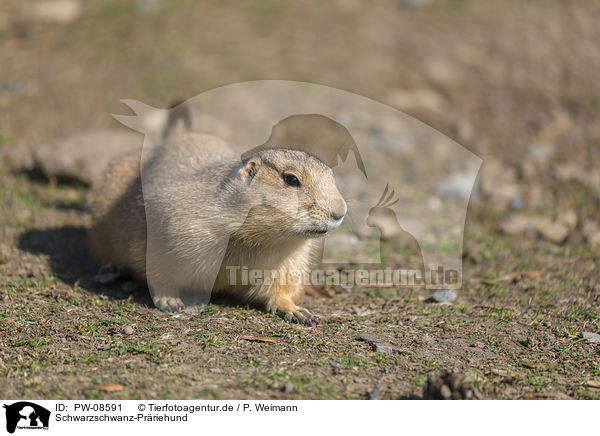 Schwarzschwanz-Prriehund / Black-tailed Prairie Dog / PW-08591