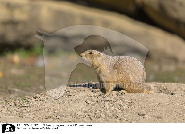 Schwarzschwanz-Prriehund / Black-tailed Prairie Dog / PW-08592
