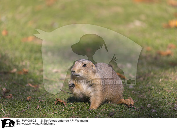 Schwarzschwanz-Prriehund / Black-tailed Prairie Dog / PW-08602