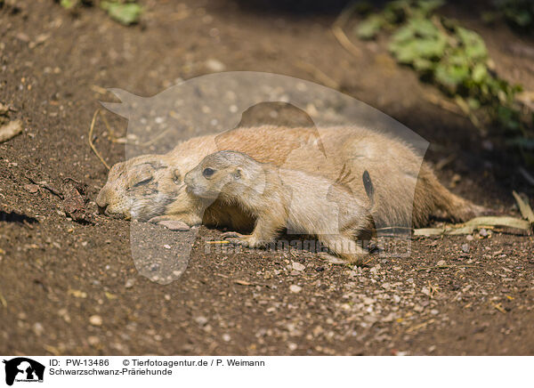 Schwarzschwanz-Prriehunde / PW-13486