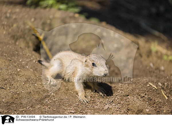 Schwarzschwanz-Prriehund / black-tailed prairie dog / PW-13494