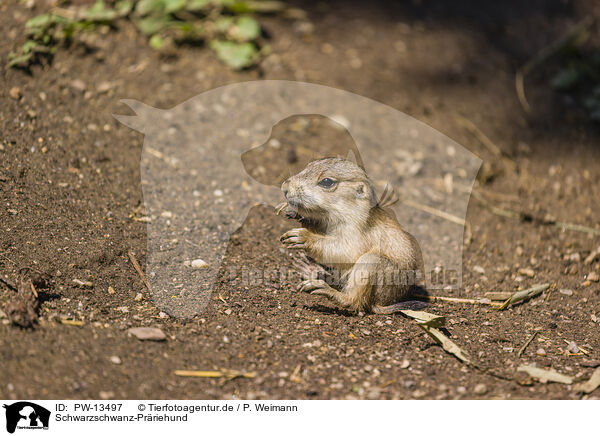 Schwarzschwanz-Prriehund / PW-13497