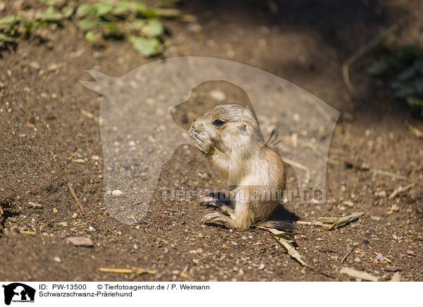 Schwarzschwanz-Prriehund / black-tailed prairie dog / PW-13500