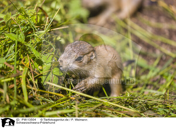 Schwarzschwanz-Prriehund / black-tailed prairie dog / PW-13504